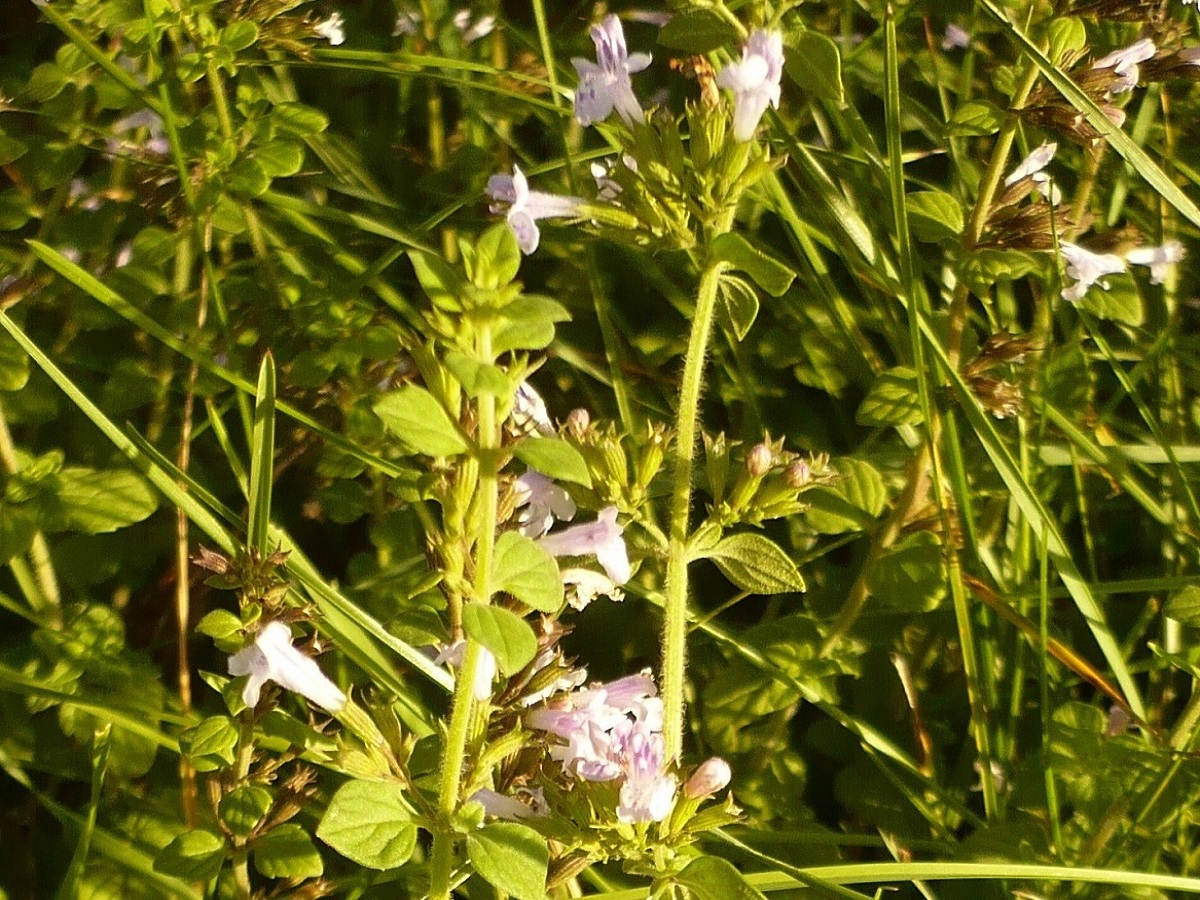 Clinopodium nepeta subsp. nepeta var. glandulosum (Lamiaceae)